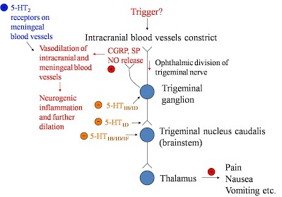 26.04 Neurogenic Inflammation Theory - Pharmacology in one semester